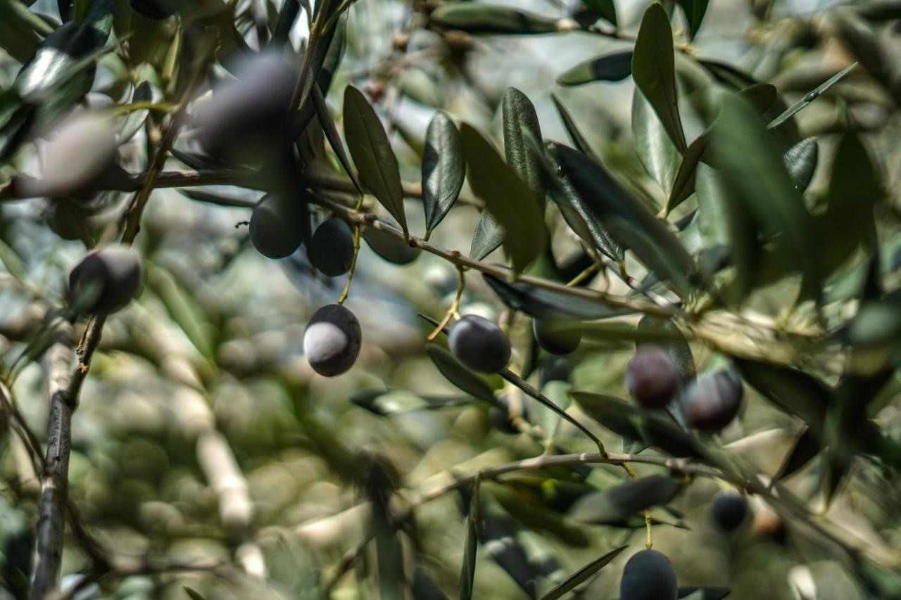 Agriturismo La Rocca San Bartolomeo Al Mare Eksteriør billede